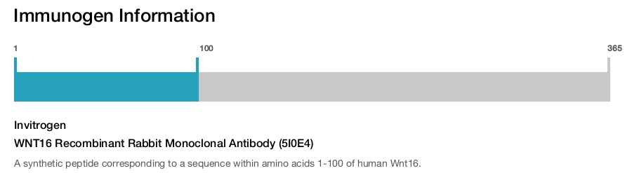 WNT16 Recombinant Rabbit Monoclonal Antibody (5I0E4)