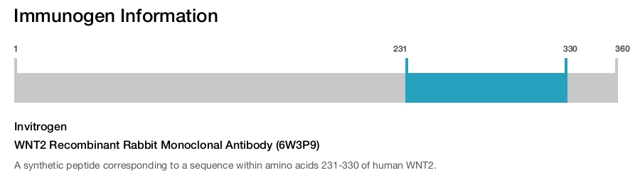 WNT2 Recombinant Rabbit Monoclonal Antibody (6W3P9)