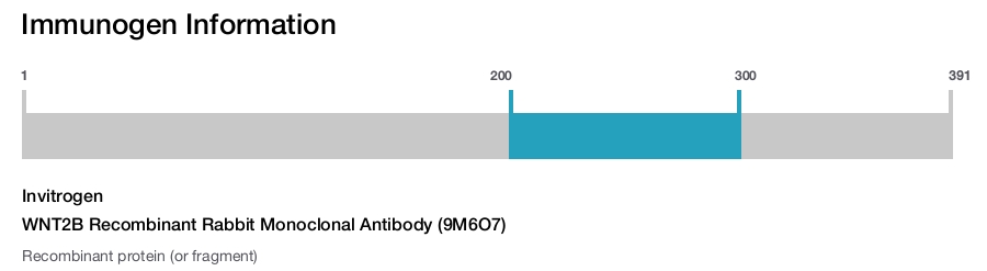 WNT2B Recombinant Rabbit Monoclonal Antibody (9M6O7)