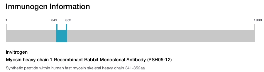 Myosin heavy chain 1 Recombinant Rabbit Monoclonal Antibody (PSH05-12)