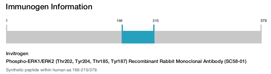Phospho-ERK1/ERK2 (Thr202, Tyr204, Thr185, Tyr187) Recombinant Rabbit Monoclonal Antibody (SC58-01)