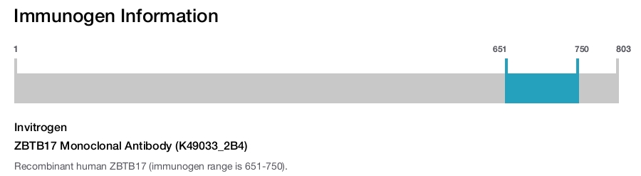 ZBTB17 Monoclonal Antibody (K49033_2B4)