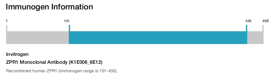 ZPR1 Monoclonal Antibody (K1E008_6E12)