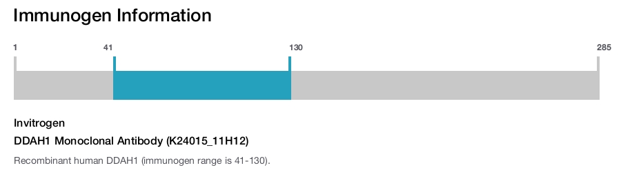 DDAH1 Monoclonal Antibody (K24015_11H12)