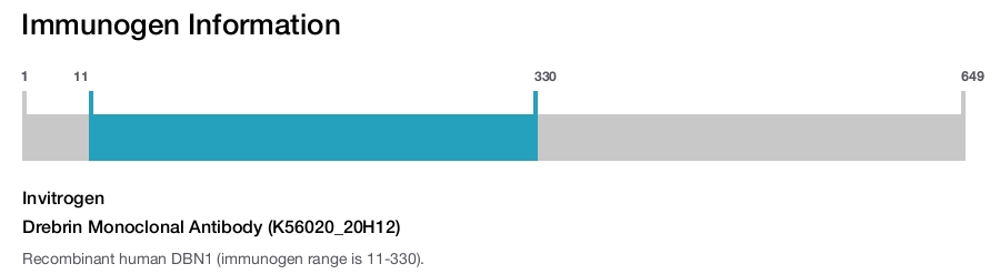 Drebrin Monoclonal Antibody (K56020_20H12)