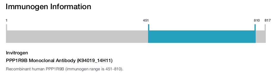 PPP1R9B Monoclonal Antibody (K94019_14H11)