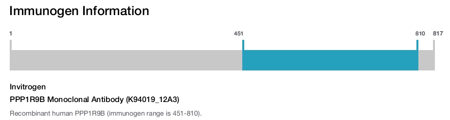 PPP1R9B Monoclonal Antibody (K94019_12A3)