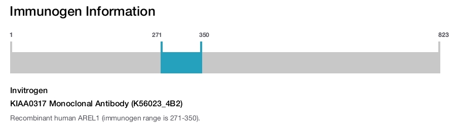 KIAA0317 Monoclonal Antibody (K56023_4B2)