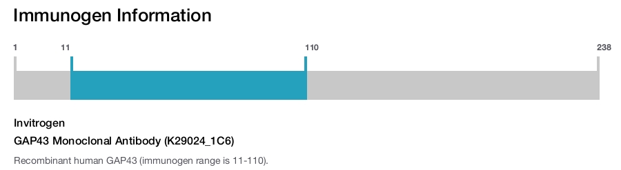 GAP43 Monoclonal Antibody (K29024_1C6)