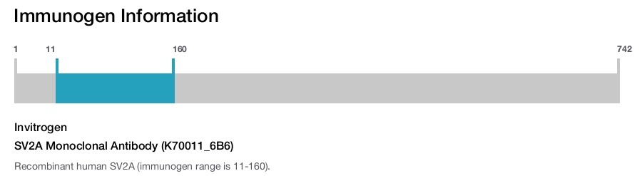 SV2A Monoclonal Antibody (K70011_6B6)