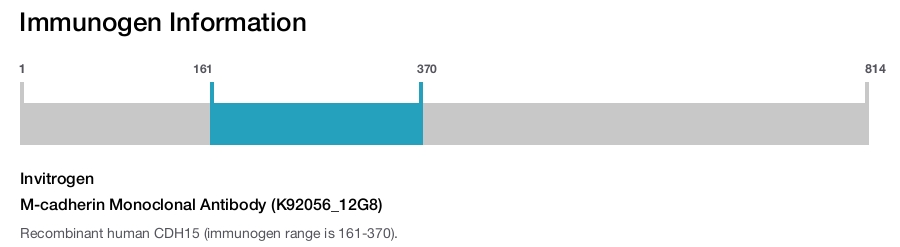 M-cadherin Monoclonal Antibody (K92056_12G8)