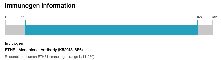 ETHE1 Monoclonal Antibody (K52048_8E6)