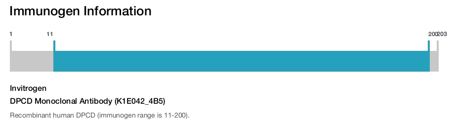 DPCD Monoclonal Antibody (K1E042_4B5)