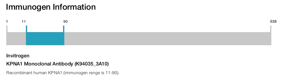 KPNA1 Monoclonal Antibody (K94035_3A10)