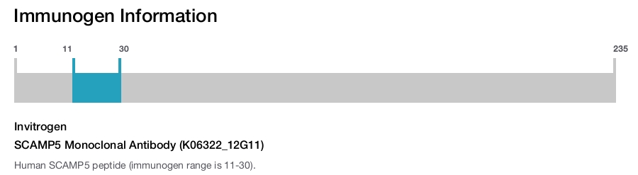 SCAMP5 Monoclonal Antibody (K06322_12G11)