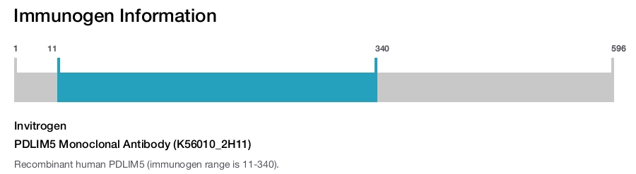 PDLIM5 Monoclonal Antibody (K56010_2H11)