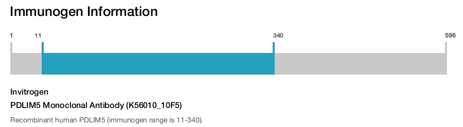 PDLIM5 Monoclonal Antibody (K56010_10F5)