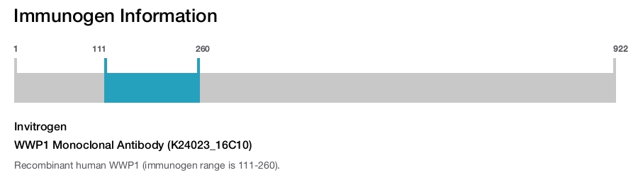 WWP1 Monoclonal Antibody (K24023_16C10)