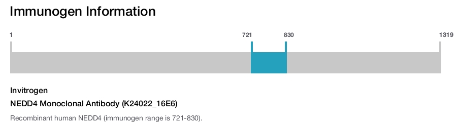 NEDD4 Monoclonal Antibody (K24022_16E6)