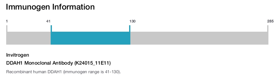 DDAH1 Monoclonal Antibody (K24015_11E11)