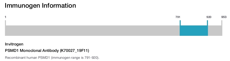 PSMD1 Monoclonal Antibody (K70027_19F11)