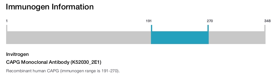 CAPG Monoclonal Antibody (K52030_2E1)
