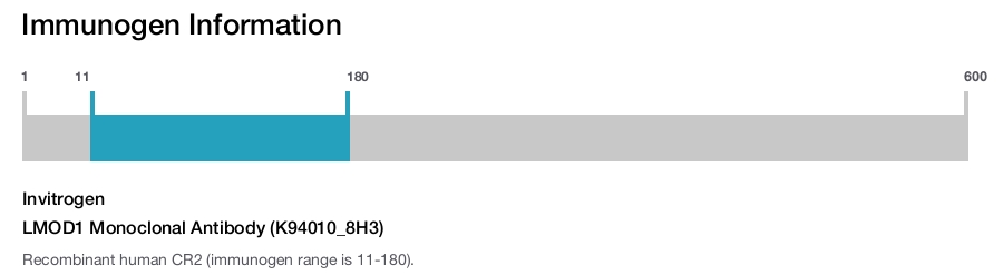 LMOD1 Monoclonal Antibody (K94010_8H3)