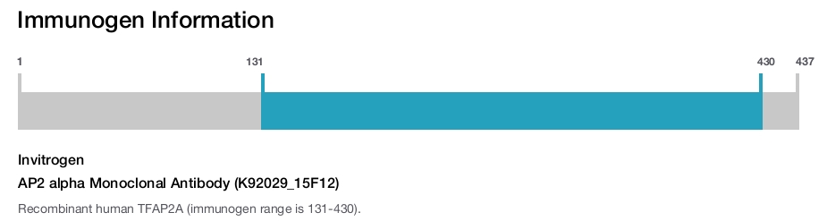 AP2 alpha Monoclonal Antibody (K92029_15F12)