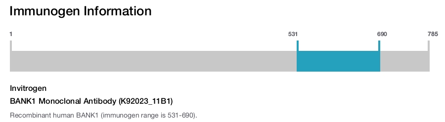 BANK1 Monoclonal Antibody (K92023_11B1)