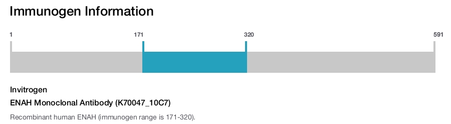 ENAH Monoclonal Antibody (K70047_10C7)