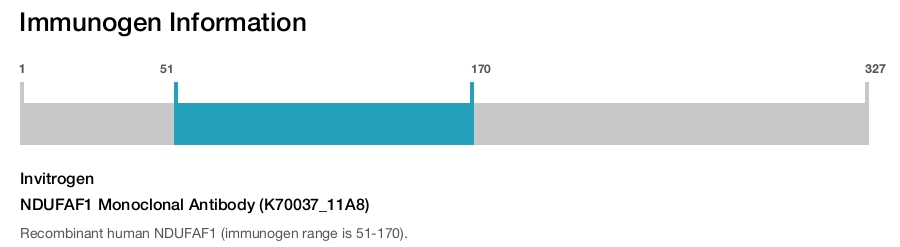NDUFAF1 Monoclonal Antibody (K70037_11A8)