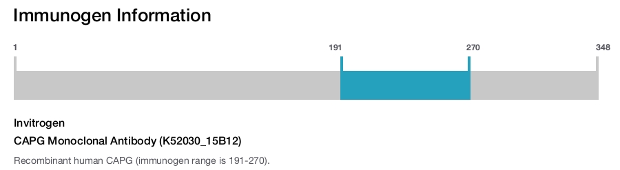 CAPG Monoclonal Antibody (K52030_15B12)