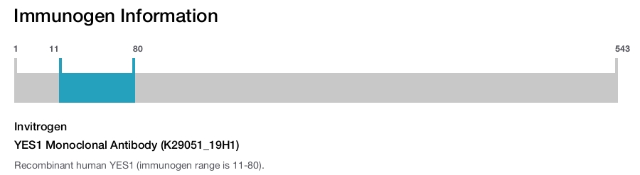 YES1 Monoclonal Antibody (K29051_19H1)
