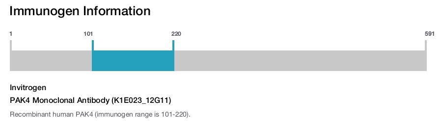 PAK4 Monoclonal Antibody (K1E023_12G11)