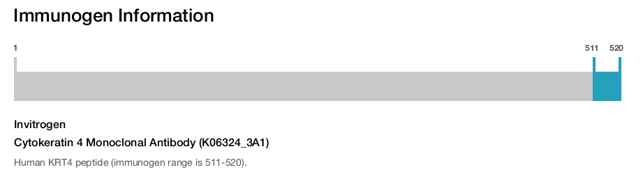 Cytokeratin 4 Monoclonal Antibody (K06324_3A1)