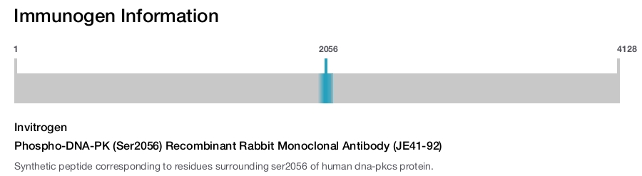 Phospho-DNA-PK (Ser2056) Recombinant Rabbit Monoclonal Antibody (JE41-92)