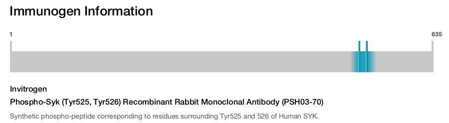 Phospho-Syk (Tyr525, Tyr526) Recombinant Rabbit Monoclonal Antibody (PSH03-70)