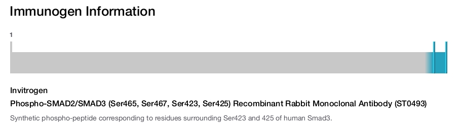 Phospho-SMAD2/SMAD3 (Ser465, Ser467, Ser423, Ser425) Recombinant Rabbit Monoclonal Antibody (ST0493)
