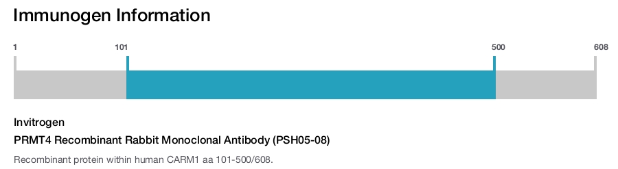 PRMT4 Recombinant Rabbit Monoclonal Antibody (PSH05-08)