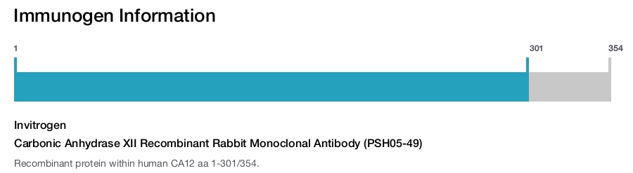 Carbonic Anhydrase XII Recombinant Rabbit Monoclonal Antibody (PSH05-49)