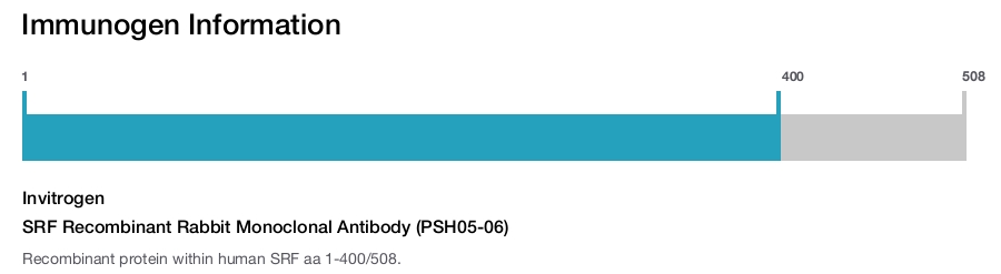 SRF Recombinant Rabbit Monoclonal Antibody (PSH05-06)
