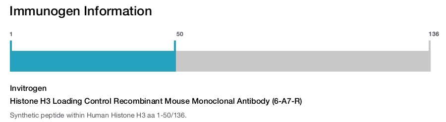 Histone H3 Loading Control Recombinant Mouse Monoclonal Antibody (6-A7-R)