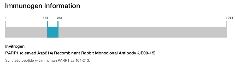PARP1 (cleaved Asp214) Recombinant Rabbit Monoclonal Antibody (JE00-15)