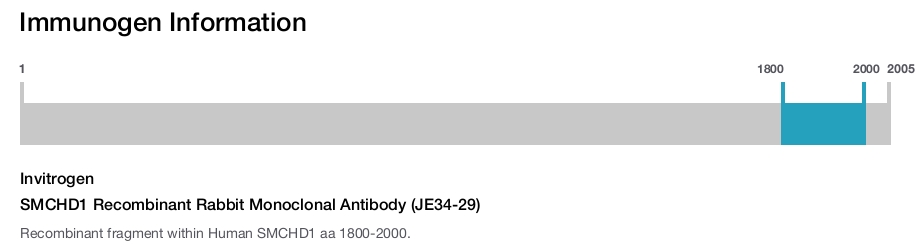 SMCHD1 Recombinant Rabbit Monoclonal Antibody (JE34-29)