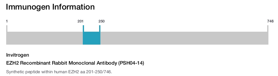 EZH2 Recombinant Rabbit Monoclonal Antibody (PSH04-14)