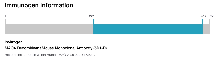 MAOA Recombinant Mouse Monoclonal Antibody (5D1-R)