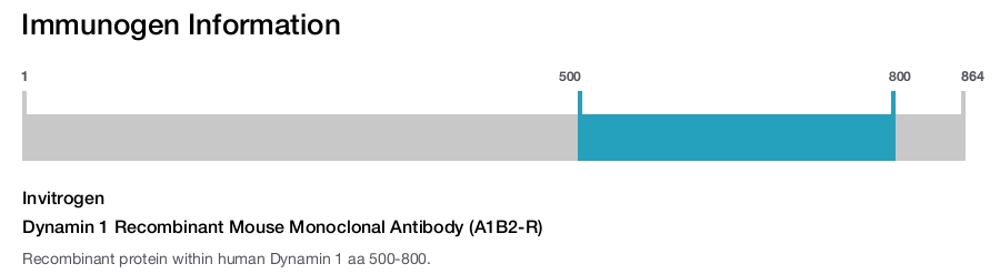 Dynamin 1 Recombinant Mouse Monoclonal Antibody (A1B2-R)