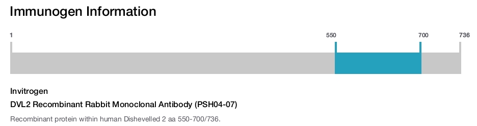 DVL2 Recombinant Rabbit Monoclonal Antibody (PSH04-07)