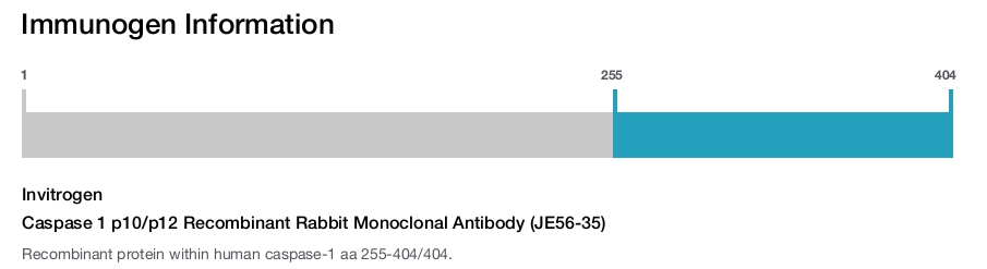 Caspase 1 p10/p12 Recombinant Rabbit Monoclonal Antibody (JE56-35)