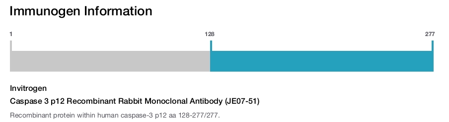 Caspase 3 p12 Recombinant Rabbit Monoclonal Antibody (JE07-51)